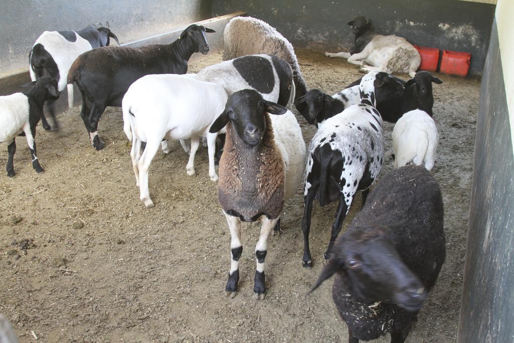Hotel Fazenda Parque Dos Sonhos Socorro  Eksteriør bilde